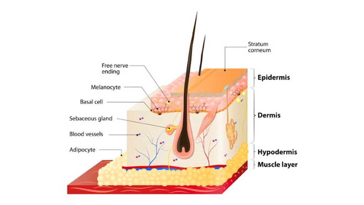 لایه های پوست چیست؟